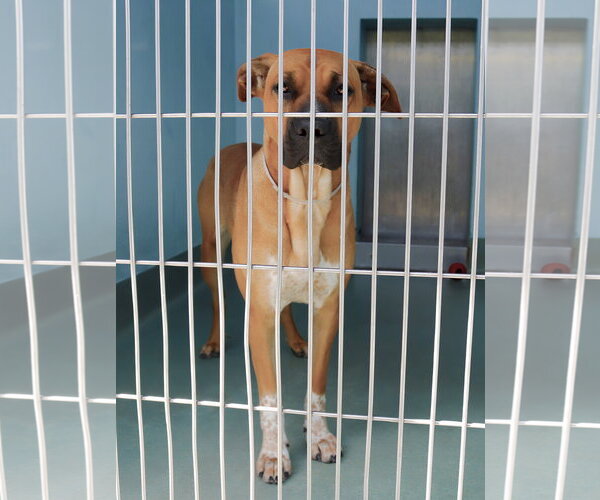 Medium Photo #2 Rhodesian Ridgeback Puppy For Sale in Pasadena, CA, USA