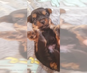 Medium Yorkshire Terrier