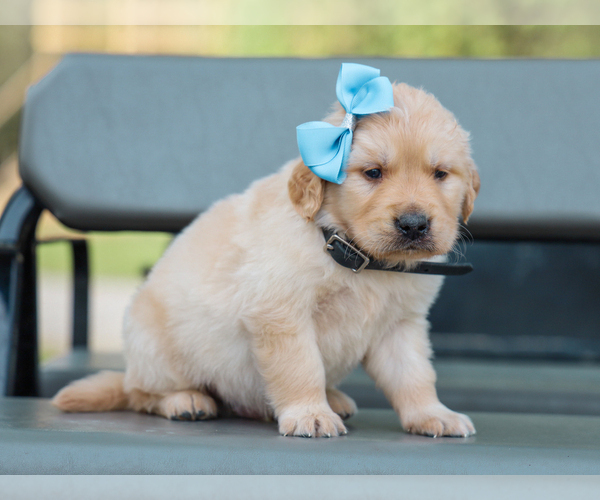 Medium Photo #5 Golden Retriever Puppy For Sale in LIBERTY, KY, USA