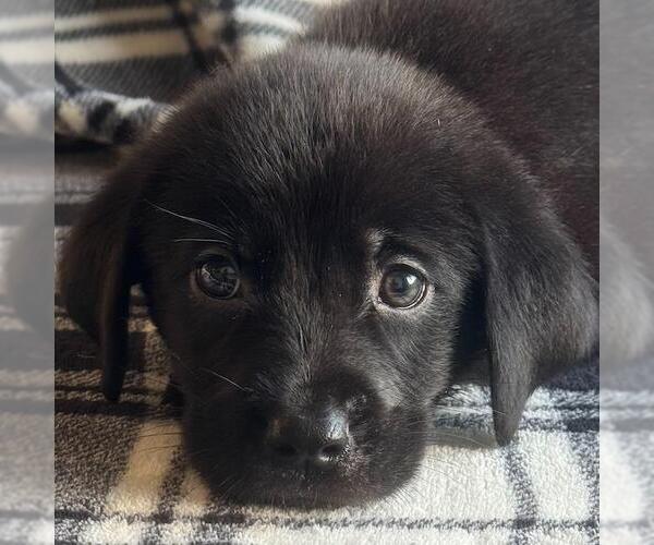 Medium Photo #2 Labrador Retriever-Unknown Mix Puppy For Sale in San Diego, CA, USA