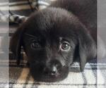 Small #1 Labrador Retriever Mix