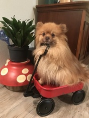 Father of the Pomeranian puppies born on 03/20/2019