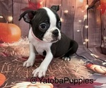 Pink - Female Boston Terrier Puppy for Sale - Small photo