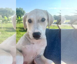Labrador Retriever Dogs for adoption in Mt. Laurel, NJ, USA
