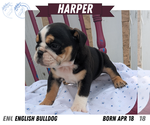Small #10 English Bulldog