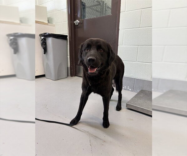 Medium Photo #1 Labrador Retriever-Unknown Mix Puppy For Sale in Corpus Christi, TX, USA