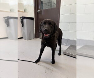 Labrador Retriever-Unknown Mix Dogs for adoption in Corpus Christi, TX, USA