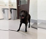 BAXTER - Male Labrador Retriever-Unknown Mix Dog for Adoption - Small photo