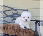 Puppy Layla Maltese