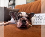 Small #1 French Bulldog