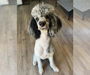 Poodle (Standard) Dogs for adoption in Pacolet, SC, USA