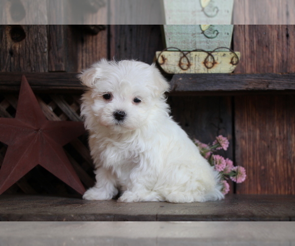 Medium Photo #2 Maltese Puppy For Sale in BALTIC, OH, USA