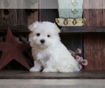 Small Photo #3 Maltese Puppy For Sale in BALTIC, OH, USA