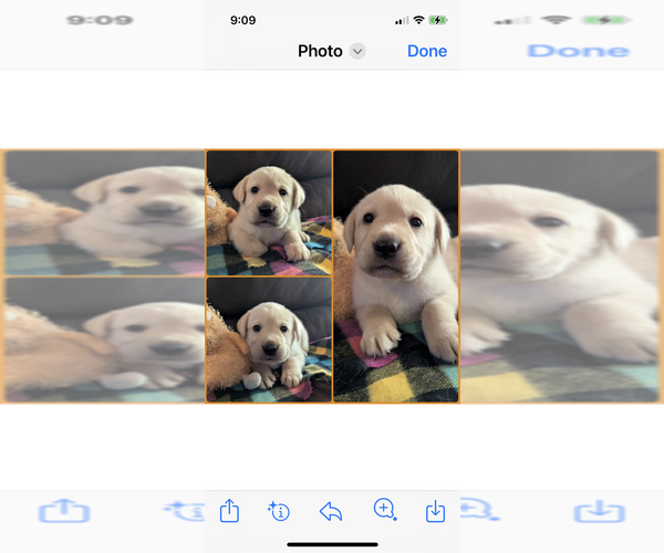Medium Photo #2 Labrador Retriever Puppy For Sale in ATWATER, OH, USA