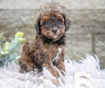 Small Photo #10 Poodle (Miniature) Puppy For Sale in WOLCOTTVILLE, IN, USA