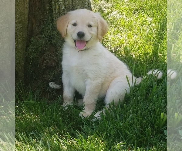 Medium Photo #1 Golden Retriever Puppy For Sale in NORWOOD, MO, USA