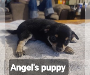 Chiranian Puppy for sale in ODESSA, TX, USA