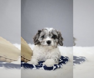 Cavapoo Puppy for sale in WEST SALEM, OH, USA