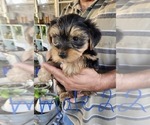 Small Photo #4 Morkie Puppy For Sale in BRADENTON, FL, USA