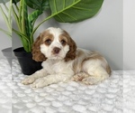 Small Photo #5 Cocker Spaniel Puppy For Sale in FRANKLIN, IN, USA