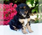 Small #4 Aussiedoodle Miniature 