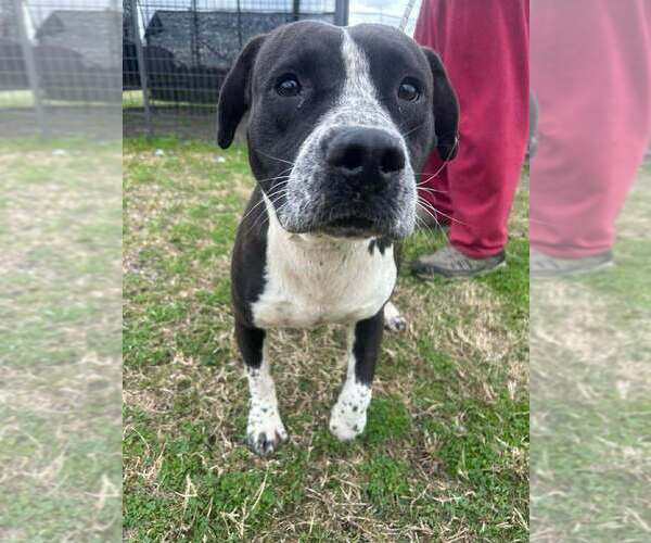 Medium Photo #2 Mutt Puppy For Sale in Abbeville, LA, USA