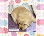 Small Photo #1 Labrador Retriever Puppy For Sale in VIRDEN, IL, USA