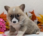 Small #5 Pembroke Welsh Corgi