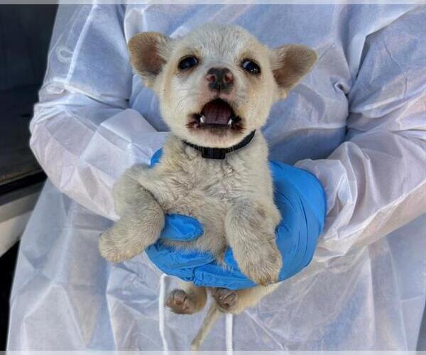 Medium Photo #1 Labrador Retriever-Unknown Mix Puppy For Sale in Conroe, TX, USA