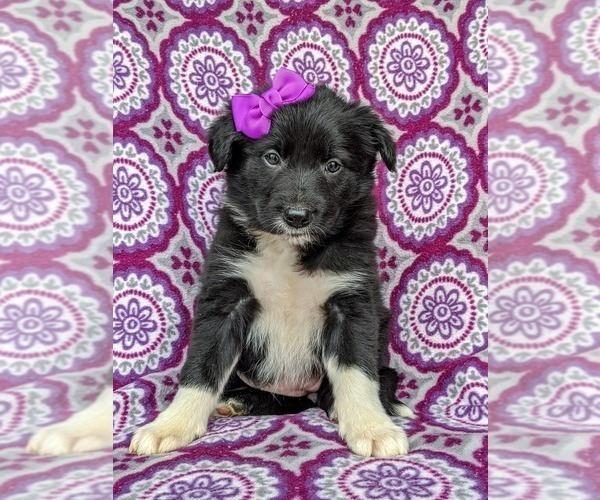 Medium Photo #1 Border Collie Puppy For Sale in KIRKWOOD, PA, USA