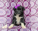 Small Photo #1 Border Collie Puppy For Sale in KIRKWOOD, PA, USA