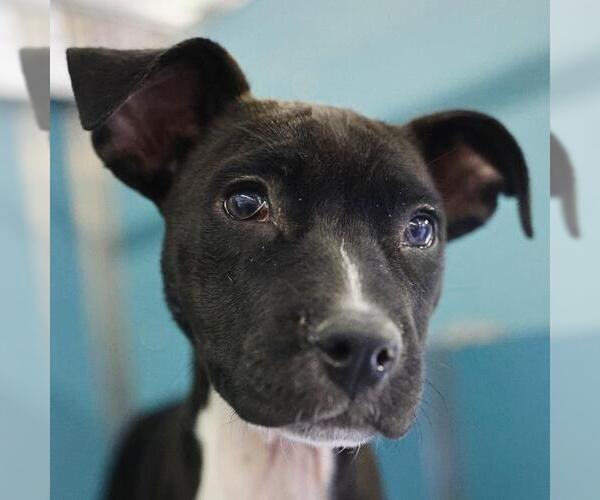 Medium Photo #1 Mutt Puppy For Sale in San Antonio, TX, USA