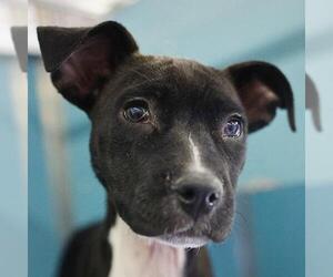 Mutt Dogs for adoption in San Antonio, TX, USA