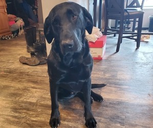 Labrador Retriever Dog for Adoption in NUNN, Colorado USA