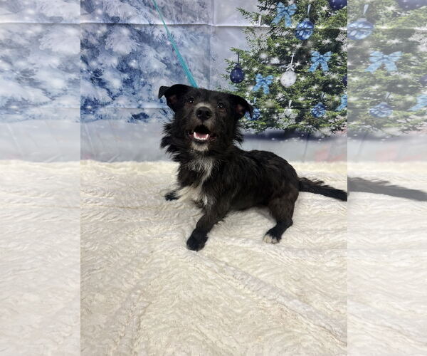 Medium Photo #2 Mutt Puppy For Sale in Euless, TX, USA