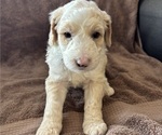 Puppy Puppy 8 Turbo Sheepadoodle
