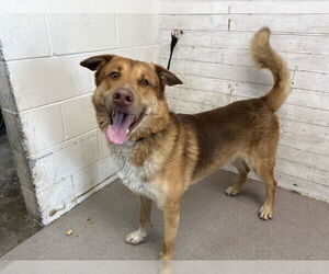 German Shepherd Dog-Siberian Husky Mix Dogs for adoption in San Bernardino, CA, USA