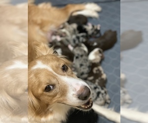 Mother of the Australian Shepherd puppies born on 12/24/2025