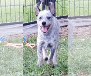 Australian Cattle Dog Puppy for sale in SCOTLAND NECK, NC, USA