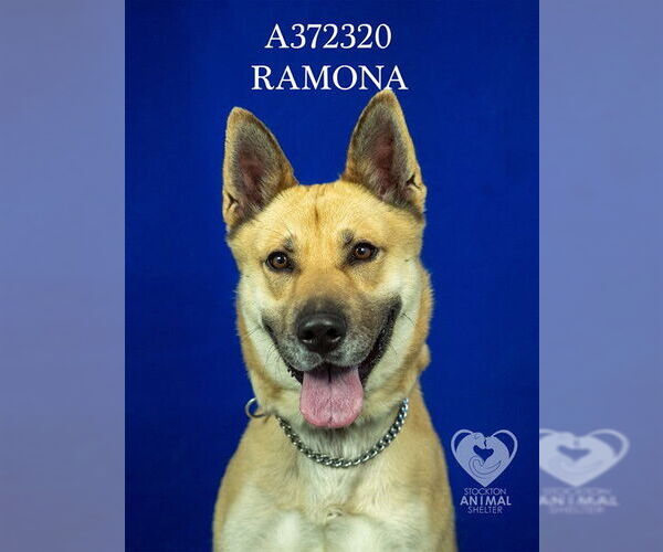 Medium Photo #2 German Shepherd Dog Puppy For Sale in Stockton, CA, USA