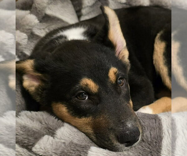 Medium Photo #7 German Shepherd Dog-Unknown Mix Puppy For Sale in Minneapolis, MN, USA