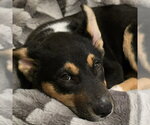 Small #6 German Shepherd Dog Mix