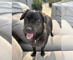 Small #2 Mutt