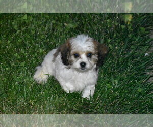 Cavachon Puppy for sale in ELDORADO, OH, USA