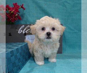 Zuchon Puppy for sale in STRATFORD, WI, USA