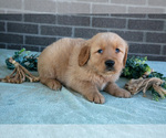 Puppy Truffle Golden Retriever