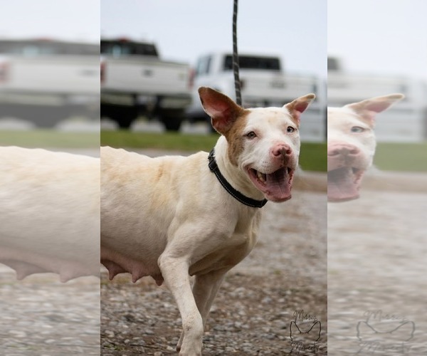 Medium Photo #3 Mutt Puppy For Sale in Rustburg, VA, USA