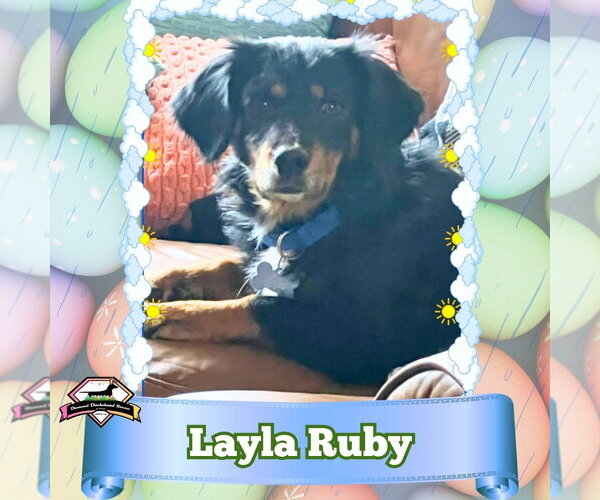 Medium Photo #5 Dachshund-Unknown Mix Puppy For Sale in San Antonio, TX, USA