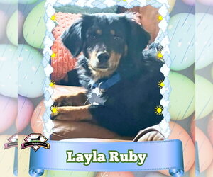 Layla Ruby - Female Dachshund-Unknown Mix Dog for Adoption - Photo #5
