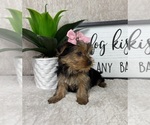 Small #2 Yorkshire Terrier